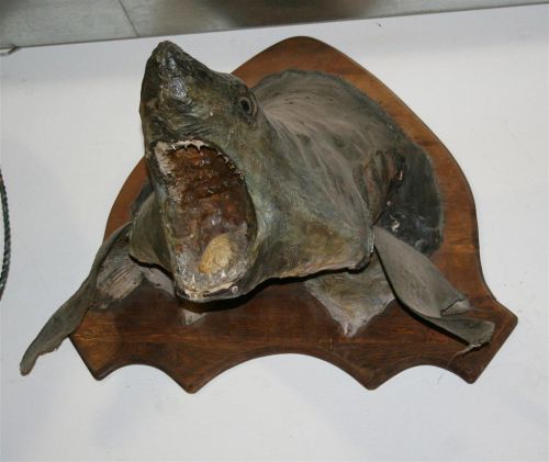 1889 - Trofeo squalo.jpg